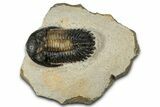 Detailed Hollardops Trilobite Fossil - Multi-Toned Preservation #351259-3